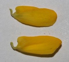 Argyrolobium petiolare