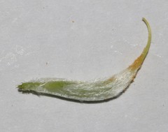 Argyrolobium petiolare