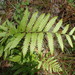 Woodwardia virginica - Photo (c) Andy Newman, algunos derechos reservados (CC BY-NC), subido por Andy Newman