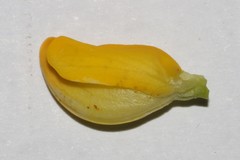 Argyrolobium petiolare