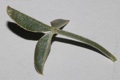 Argyrolobium petiolare