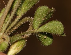 Oxalis campylorrhiza