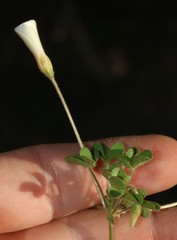Oxalis campylorrhiza