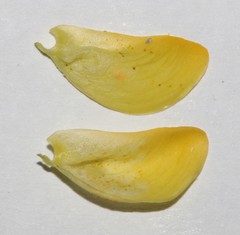 Argyrolobium petiolare