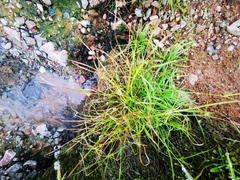 Cyperus kamtschaticus