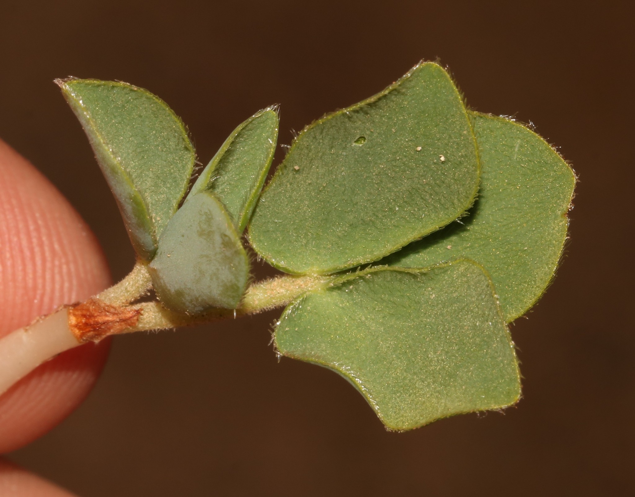 Oxalis adenodes Sond.