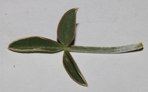 Image of Argyrolobium petiolare by (c) Brian du Preez, some rights reserved (CC BY-SA)