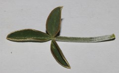 Argyrolobium petiolare
