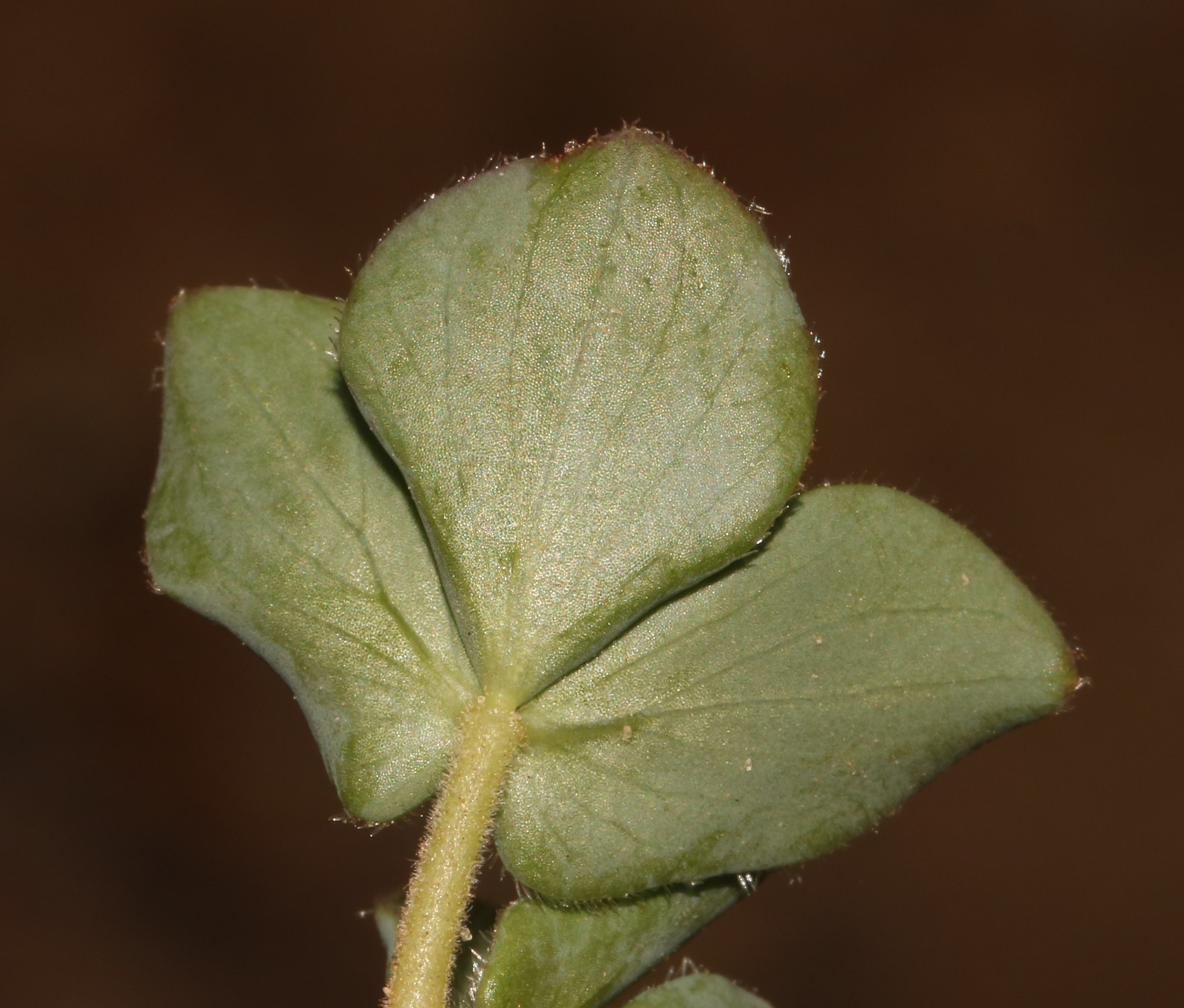 Oxalis adenodes Sond. 2