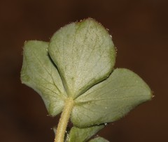 Oxalis adenodes