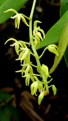 Notylia pubescens