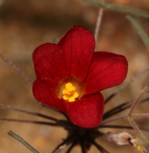 Image of Spiral Sorrel (Oxalis helicoides) by (c) Brian du Preez, some rights reserved (CC BY-SA)