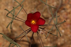 Oxalis helicoides helicoides