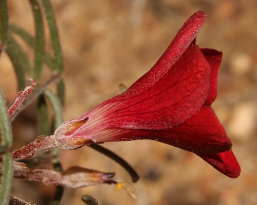 Image of Oxalis helicoides by (c) Brian du Preez, some rights reserved (CC BY-SA)