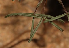 Oxalis helicoides helicoides