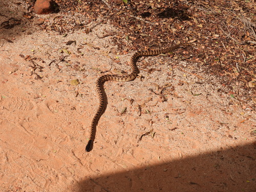 Black-headed Python sighting