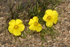 Oxalis namaquana