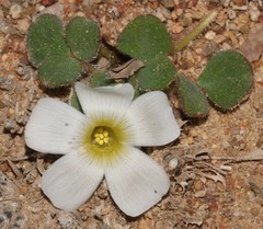 Oxalis pulchella pulchella
