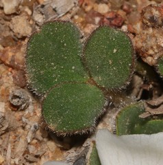 Oxalis pulchella pulchella