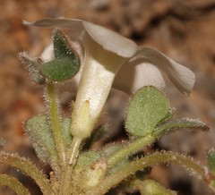 Oxalis pulchella pulchella