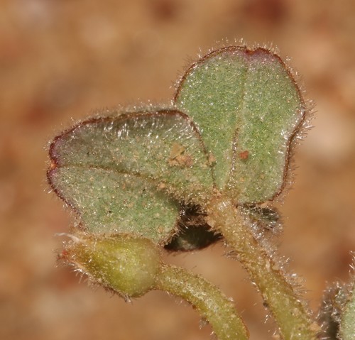 Image of Oxalis pulchella by (c) Brian du Preez, some rights reserved (CC BY-SA)