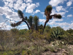 Yucca filifera