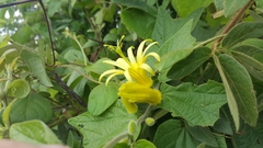 Passiflora citrina