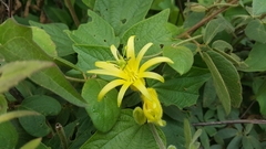 Passiflora citrina