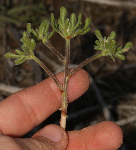 Image of Oxalis virginea by (c) Brian du Preez, some rights reserved (CC BY-SA)