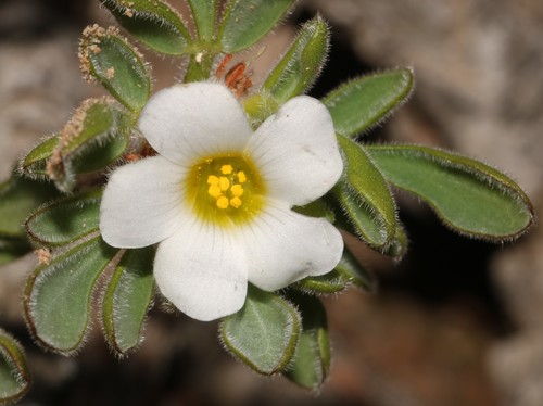 Virgin Sorrel (Oxalis virginea)