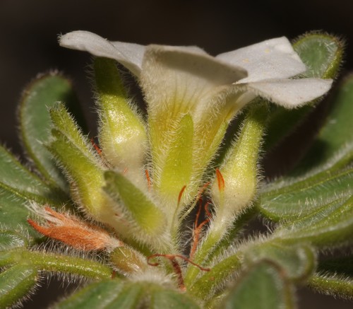 Image of Oxalis virginea by (c) Brian du Preez, some rights reserved (CC BY-SA)