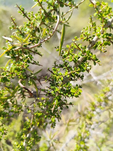 Randia parvifolia