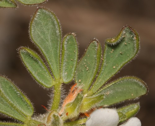 Image of Oxalis virginea by (c) Brian du Preez, some rights reserved (CC BY-SA)