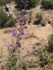 Penstemon spectabilis spectabilis