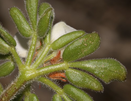 Image of Oxalis virginea by (c) Brian du Preez, some rights reserved (CC BY-SA)