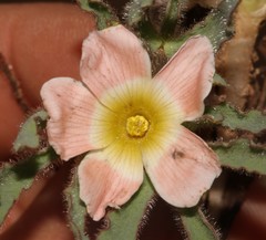 Oxalis pulchella leucotricha