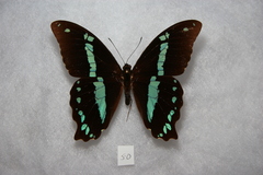 Papilio nireus pseudonireus