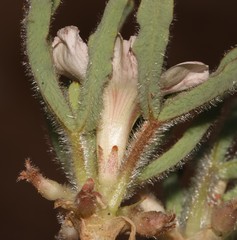 Oxalis pulchella leucotricha