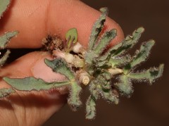 Oxalis pulchella leucotricha