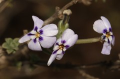 Jamesbrittenia fruticosa