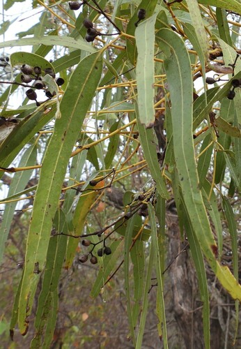 Darwin Box (Eucalyptus tectifica)