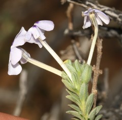 Jamesbrittenia fruticosa