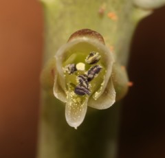 Lachenalia undulata