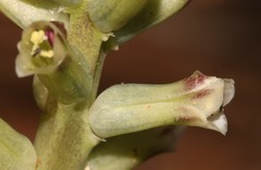 Lachenalia undulata