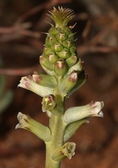 Lachenalia undulata