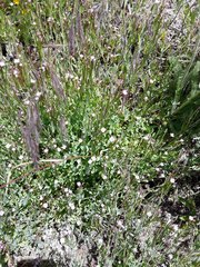 Epilobium glaberrimum