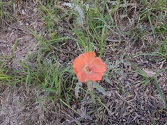 Sphaeralcea hastulata