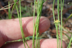 Hypericum gentianoides