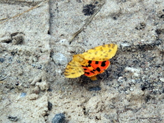 Diacrisia purpurata