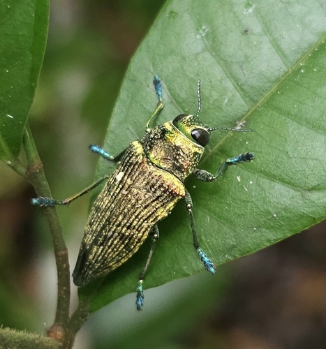 Psiloptera equestris